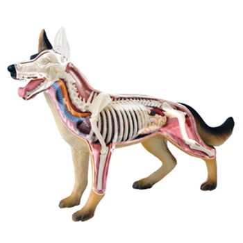 Анатомия на животински органи Модел 4D Куче Интелигентност Сглобяване на играчки Преподаване на анатомия Модел DIY Научно-популярни уреди