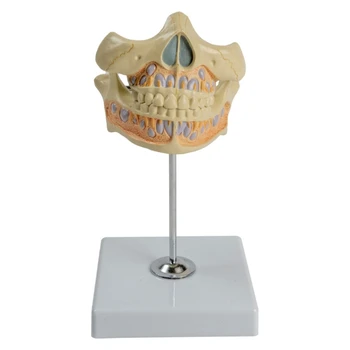 Модел на дентална анатомия, модел на постоянен зъб за изследване на дентални заболявания, модел на човешки зъби показва постоянен зъб, гингива
