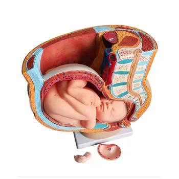 Модел на преподаване Човешка бременност Развитие на плода 9-ти месец Ембрионален тазов модел Фетална бременност Анатомия Плацента Pvc